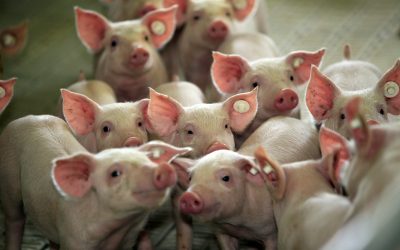 Replacing antibiotics and ZnO in weaning piglets. Photo: Henk Riswick