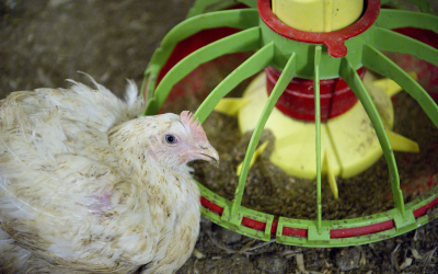 Russia produces more poultry feed