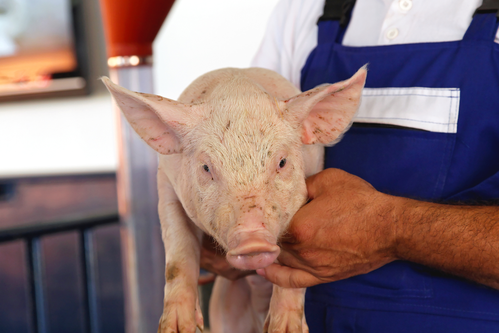 Less antibiotic use in German livestock