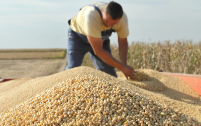 Dutch to explore own soy production