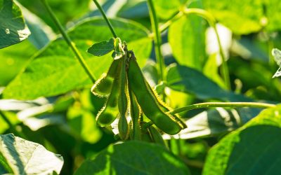 Denmark imports between 1.5 and 1.7 million tons of soy. Photo: Shutterstock