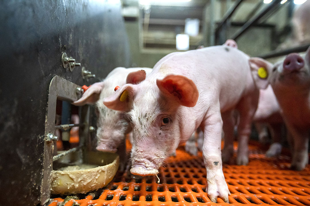 An important reason for giving piglets fermented feed around weaning is the large amount of lactic acid bacteria that it contains. Photo: Bert Jansen