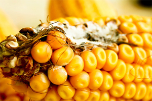 Share your research at The World Mycotoxin Forum
