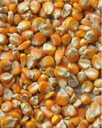 Mycotoxins and DDGS   Should you worry?