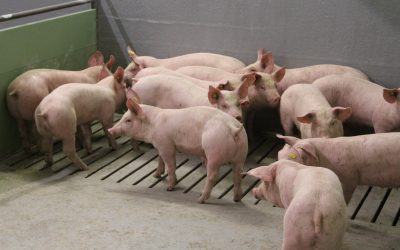 4 steps for a pathogen free environment. Photo: MS Schippers