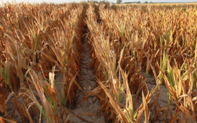 Drought costs Russia's grain industry over US$1 billion