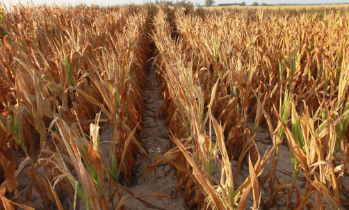Drought costs Russia's grain industry over US$1 billion