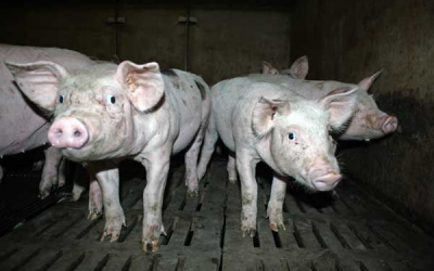 Improving productive parameters after weaning