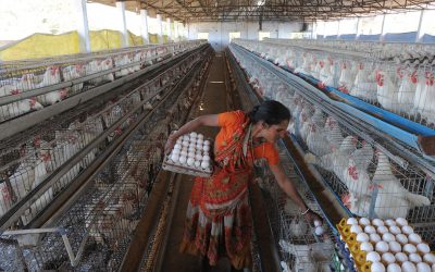 In layers, heat stress can lead to a poor laying rate, egg weight and shell quality. Photo: Sam Panthaky