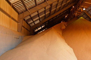 High moisture in grain holds greater risk of engulfment