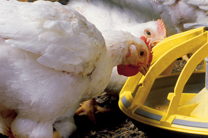 Appetite genes are key to better poultry diets
