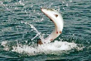 EFSA approves Bactocell for farmed fish