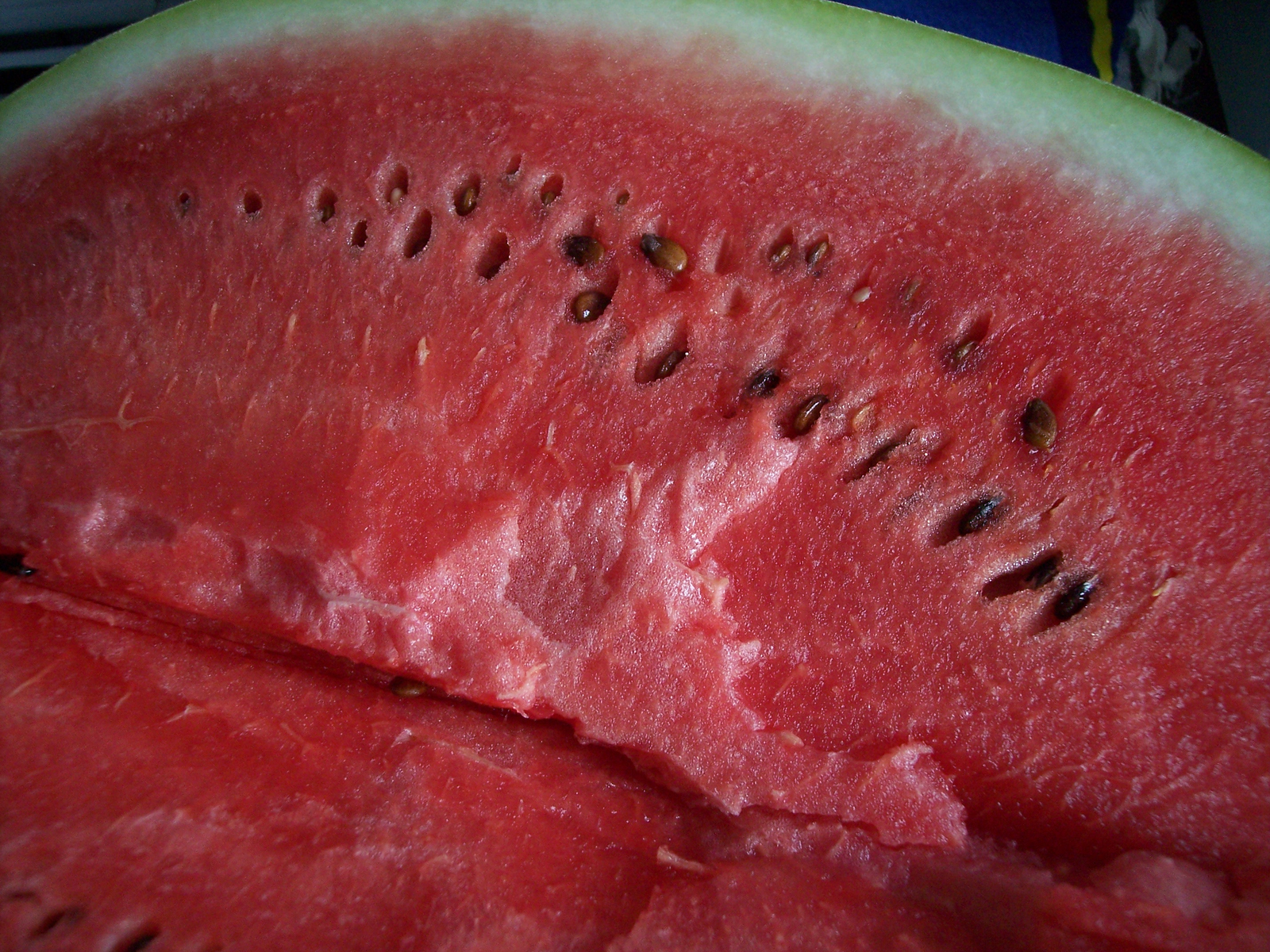 Vietnemese farmers feed their cattle watermelon
