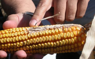 Aflatoxin B1: Changes for Brazil and Croatia