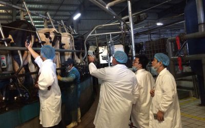 Live yeast for improving milk yield in dairy cows. Photo: Angel Yeast