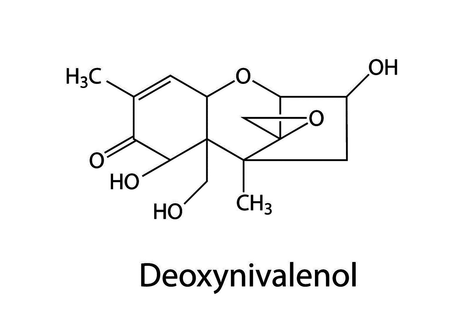 Cow urine as possible biomarker for mycotoxins