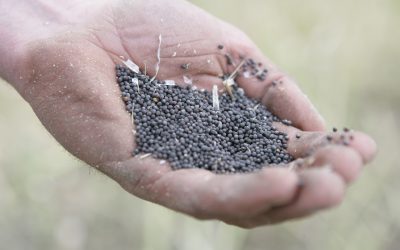 Rapeseed meal has the power to displace soya . Photo: Jan Willem Schouten
