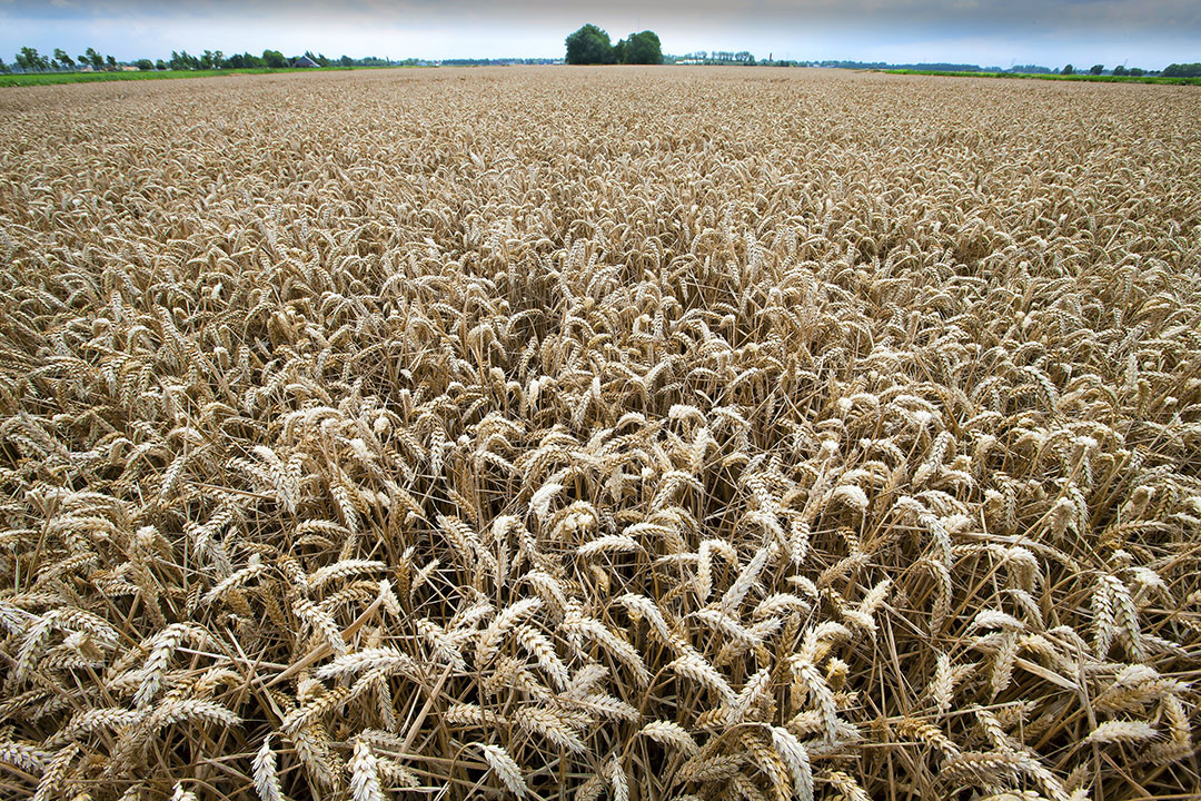 The dollar exchange rate and the Chinese import of grain and soy have a leading role in the grain market these days. Growing conditions are improving, especially for wheat. Prices are falling. Photo: Hans Banus