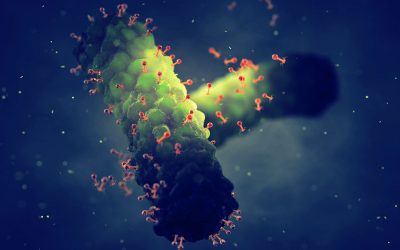 The recognition and destruction mechanisms of bacteriophages vastly differ from antibiotics. Photo: Shutterstock