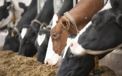 Big data can help in feed intake predictions