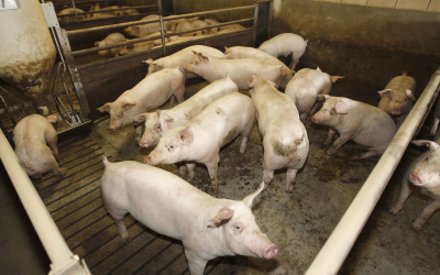 New method to quantify pig methane emissions