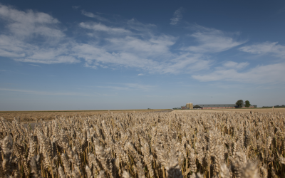 Mixed mycotoxin outlook for UK winter wheat