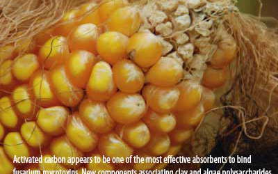 Mycotoxin detoxification: Science vs marketing