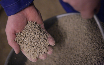 Finding the balance in layer feed composition
