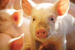 Sodium butyrate in weaning piglets diets aids gut health
