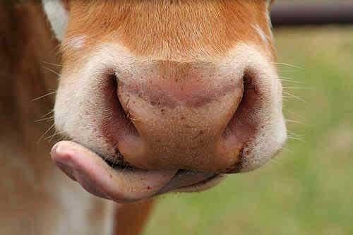 Diverse forage can affect beef cattle taste and weight