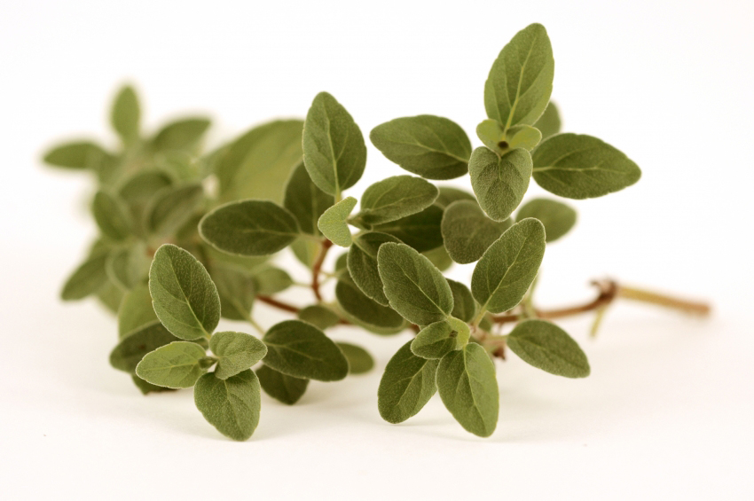 Cow methane reduced by oregano