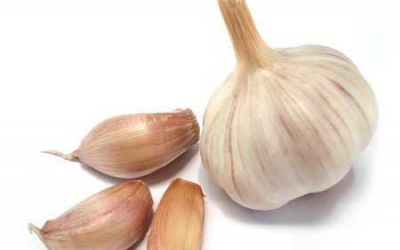 Effect of garlic supplementation in poultry diets