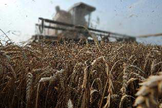 Russia's feed wheat prices to hit new highs in 2013