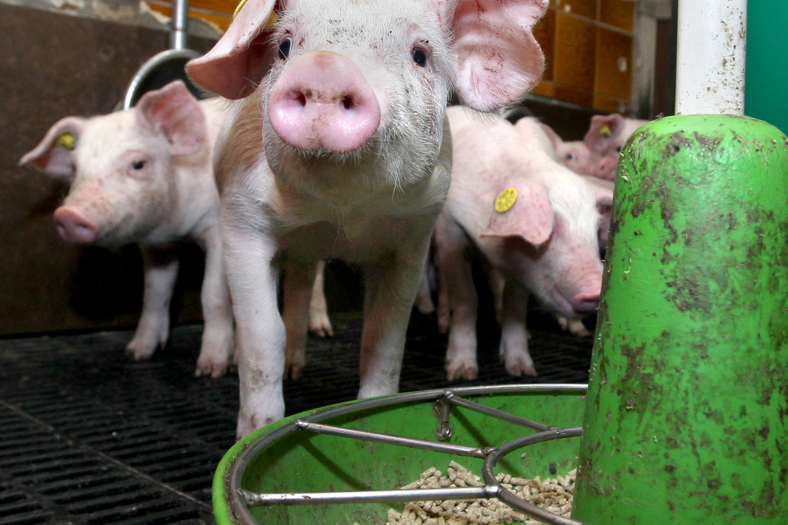Former foodstuffs: Not  waste  but feed