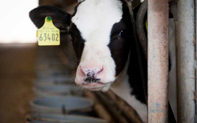 Banned furazolidone blocks Dutch farms