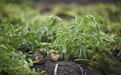 Maximising nitrogen supply for crops. Photo: Van Assendelft Fotografie