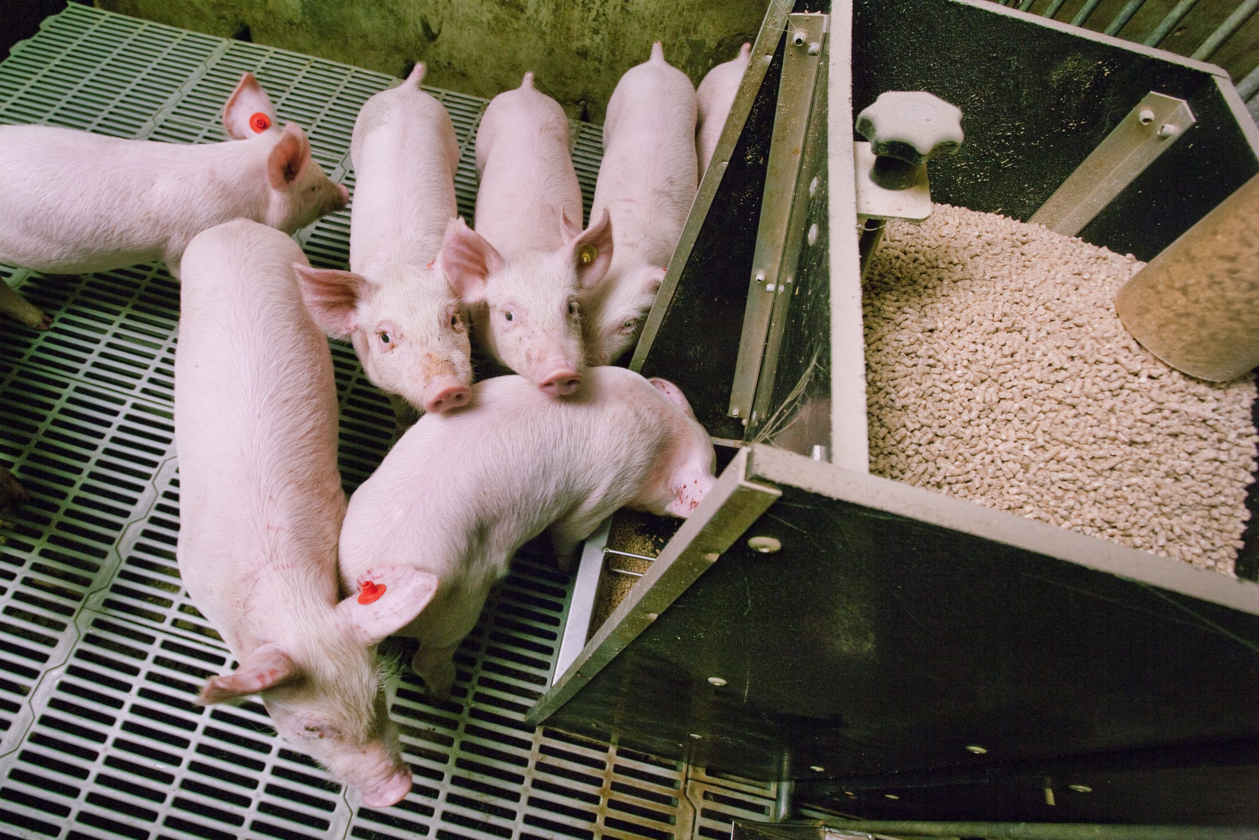 Especially for young piglets after weaning it is important to keep the pH in the stomach low enough to ensure the protein digestion. Photo: Bart Nijs