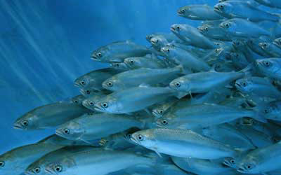 Study: Using rapeseed in aquaculture
