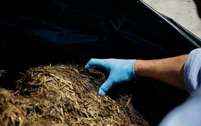 There is a high risk of mycotoxin contamination in this year s forage. Photo: Alltech