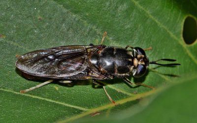 This study seeks to determine if black soldier fly larvae oil could replace soybean oil in broiler chicken nutrition without compromising their growth performance and nutrient digestibility. Photo: Brett Hondow