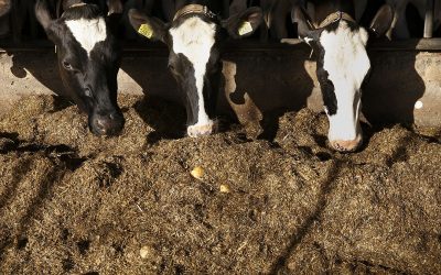 Research shows that understanding the roles of different fatty acids, the building blocks of fat, can significantly improve animal performance. Photo: Hans Prinsen