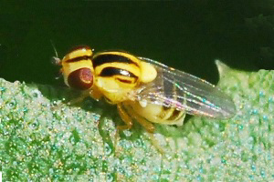 Affects of the Frit fly on cereal crops