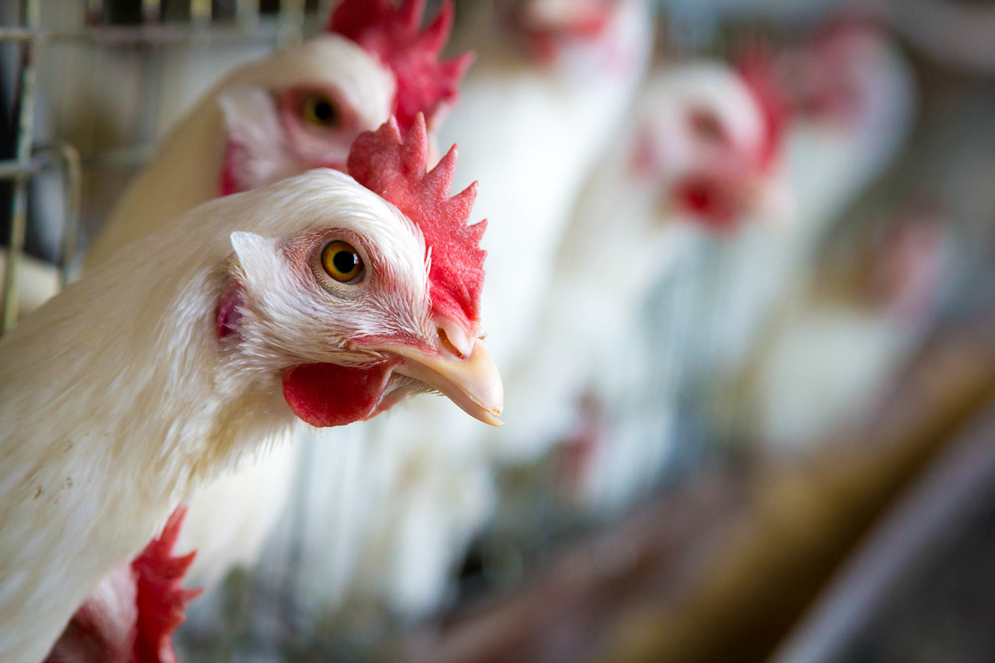 Benefits of betaine in laying hen diets. Photo: Orffa