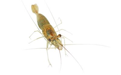 The world s shrimp production has grown tremendously. Over the last ten years, the compound annual growth rate has been around 10%. Photo: Dreamstime