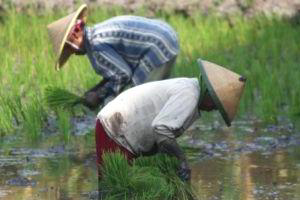 Indonesia: Ministry of agriculture to increase crop production