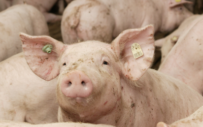 Health status pigs influences amino acid need
