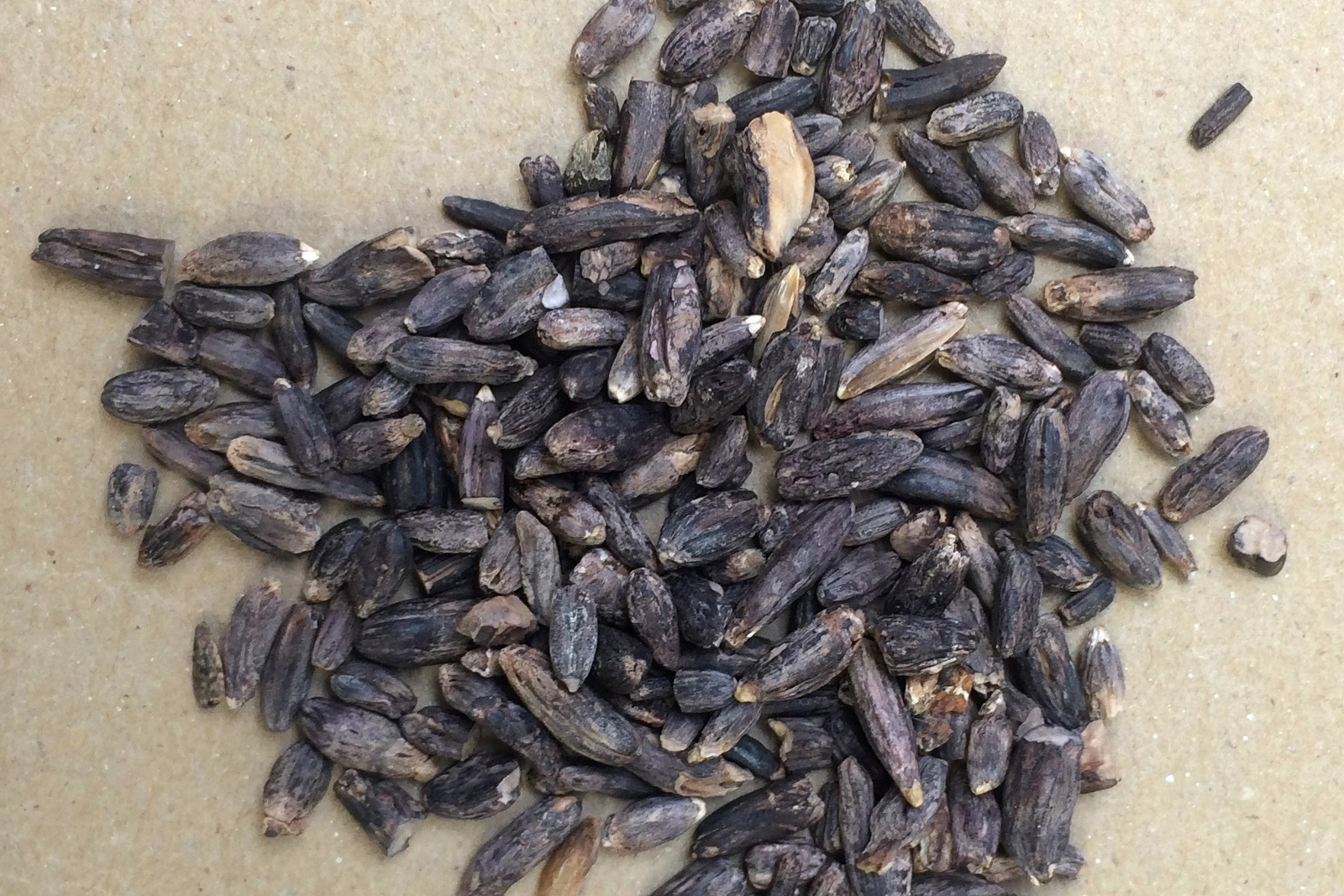 A world without mycotoxins: 7 challenges