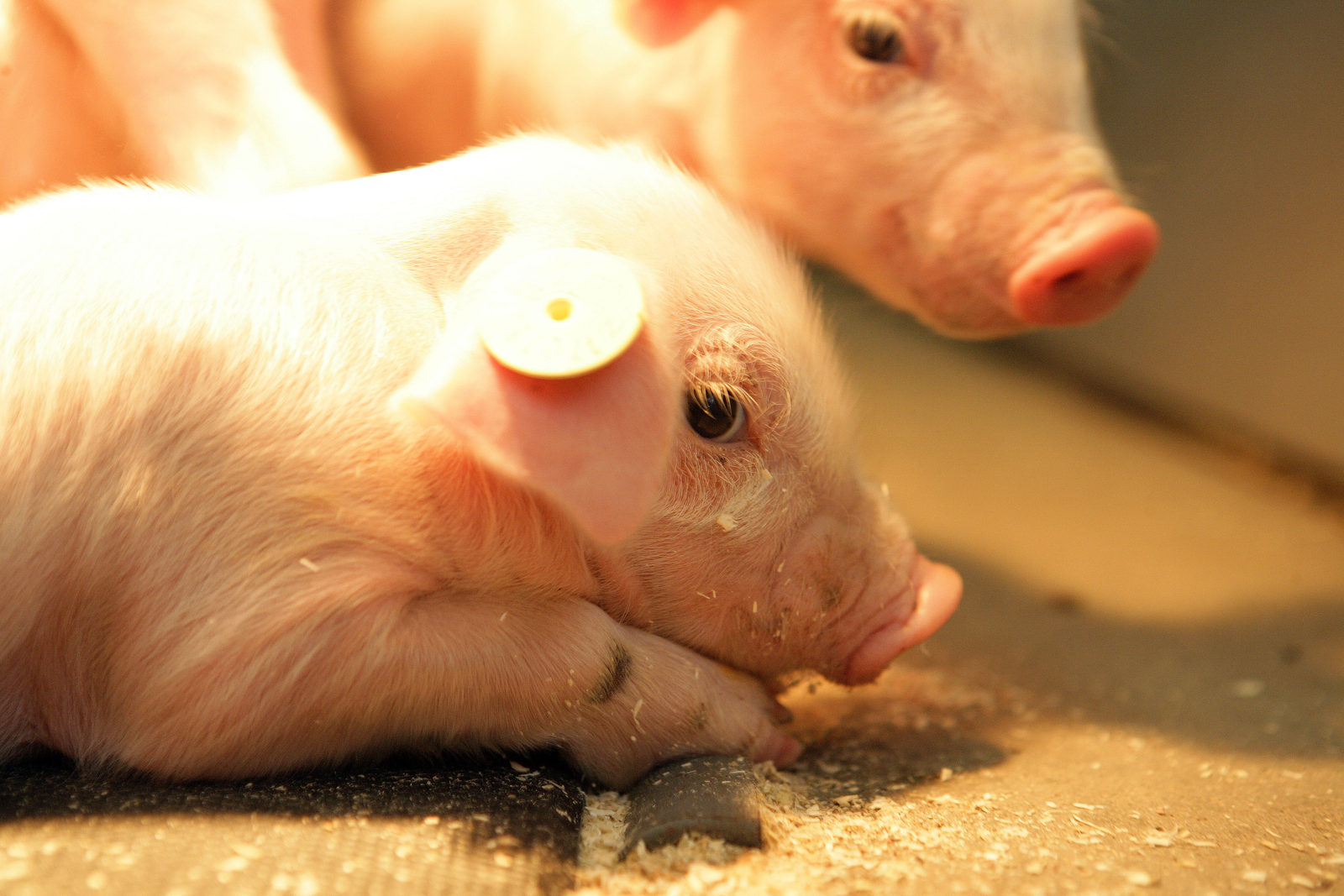More piglets per sow with Nedap feeding station