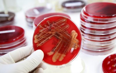 EU and FAO team up against food waste and AMR. Photo: Dreamstime