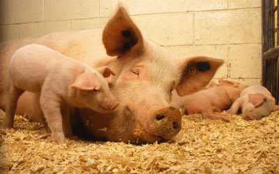 Photo: US Department of Agriculture